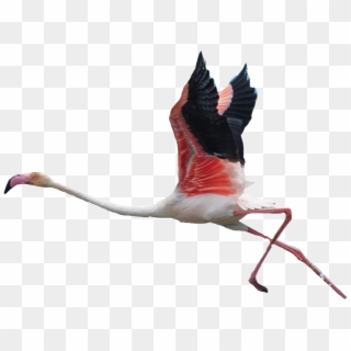 Flamingo Clipart Flying - Pink Flamingo Flying Png Transparent Png