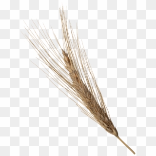Wheat Head - White Pine Clipart
