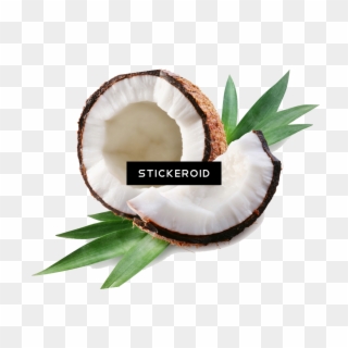 Coconuts Vector Broken - Coconut Clipart