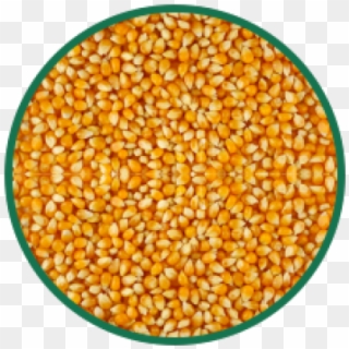 Corn Png Transparent Images - Seeds Of Corn Clipart