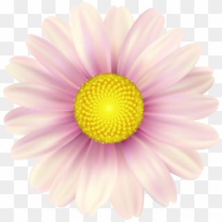 Pink Daisy Clip Art Image - Daisy - Png Download