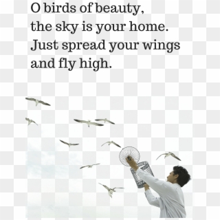 Ocean Birds Transparent Images Png - Beautiful Quotes On Birds Clipart