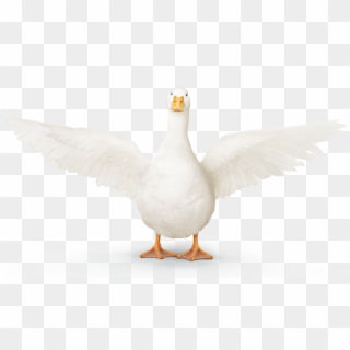 Aflac Duck Png - Goose Clipart