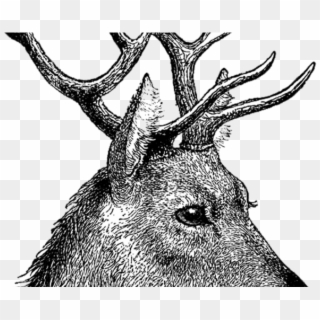 Deer Png Transparent Images - Stag Head Drawing Side Clipart