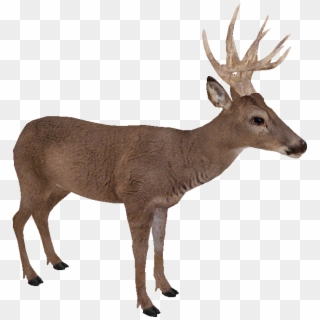 White Tailed Deer Png - White Tailed Deer Transparent Clipart