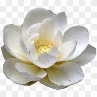 Ramos De Rosas Blancas En Png - Цветок Пнг Clipart