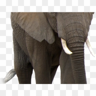 Elephant Png Transparent Images - Transparent Background Png Elephant Clipart