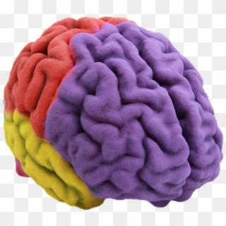 Transparent Brain Model - Brain 3d Png Clipart