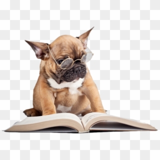 Recent Articles By Dr - French Bulldog Reading A Book Clipart