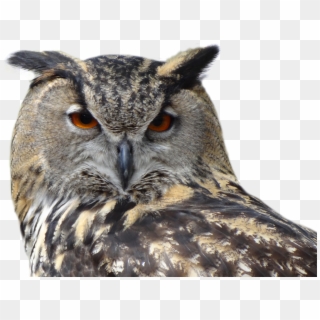 Great Horned Owl Png Clipart
