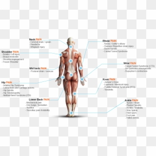 Conditions We Treat - Human Muscular System Png Clipart