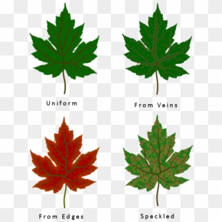 Different Leaf Texture Types - Leaves With Different Texture Clipart