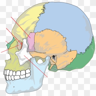 Different Parts Of Head Clipart