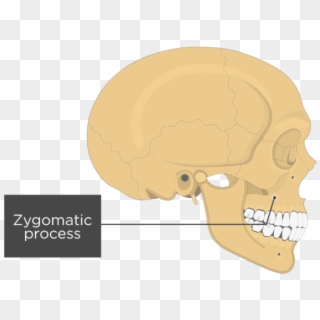 Lateral View Of The Skull Showing The Zygomatic Process - Skull Clipart