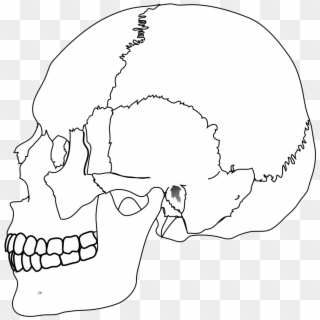 Human Skull Nocolors - Line Art Clipart