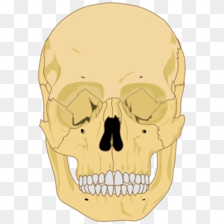 Illustration Of A Skull - Human Skull Diagram Clipart
