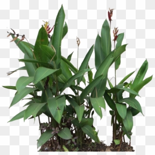 Heliconia Psittacorum Png , Png Download - Heliconia Png Clipart