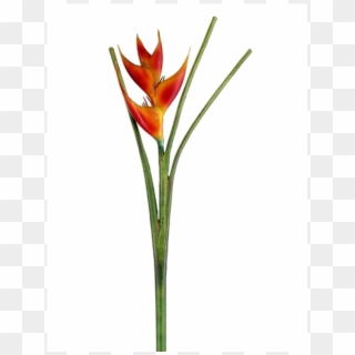 42" Heliconia Spray Flame - Heliconia Clipart