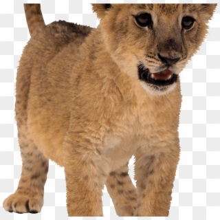 Baby Lion Png - Lion Png Small Clipart
