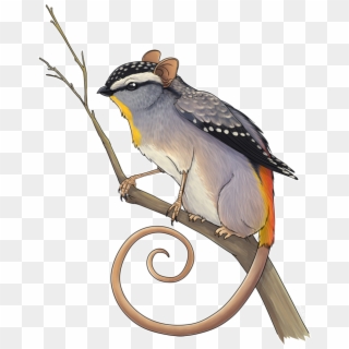 Pardalote Griffin By - White Crowned Sparrow Clipart