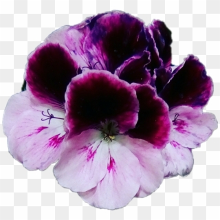 #flores #violet #violets #violetas #moradas #flowers - Dianthus Clipart
