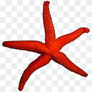 Estrella De Mar - Bintang Laut Png Clipart