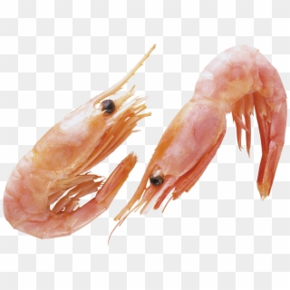 Shrimps Png Clipart
