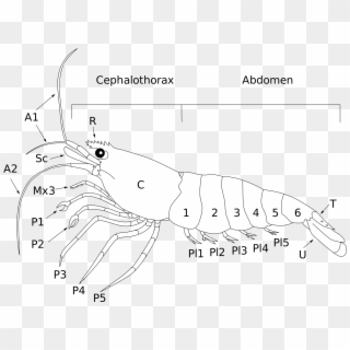 Open - Shrimp Anatomie Clipart