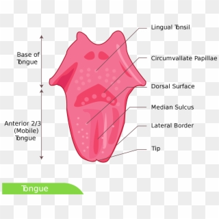 Open - Anterior Tongue Clipart