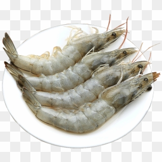 Shrimp Fresh Live Prawns Seafood Aquatic Products Qingdao - Whiteleg Shrimp Clipart
