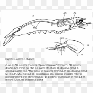 Digestive System In Shrimp - Shrimp Anatomy Digestive System Clipart