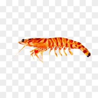 Products - Flower Prawn Clipart