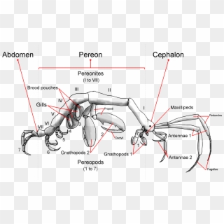 Generalized Caprellid Body Plan Anatomy - Parts Of A Mantis Shrimp Clipart