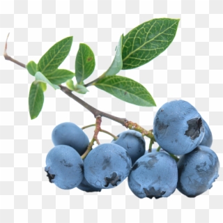 Blueberries Png - Free Png Blueberry Clipart