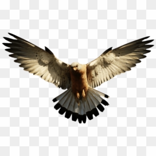 Cool Png Designs - Eagle Png Clipart