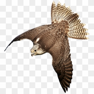 Hawk Bird Of Prey Eagle Falcon - Bird Of Prey Transparent Clipart