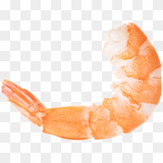 Shrimp Clipart Transparent Background - Portable Network Graphics - Png Download