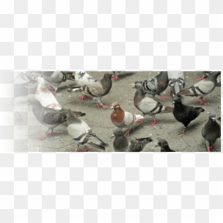 Can You Do Anything To Prevent A Bird Infestation - Pigeons Video Clipart