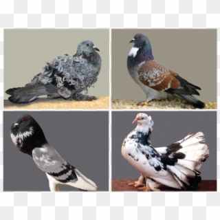 The Amazing Diversity Of Pigeons - Fancy Pigeon Clipart