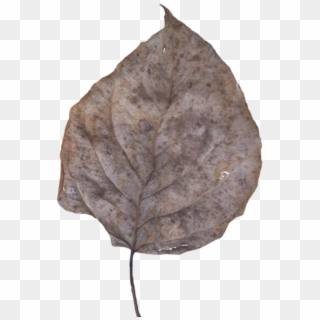 Leaf Fall Dead - Bay Laurel Clipart