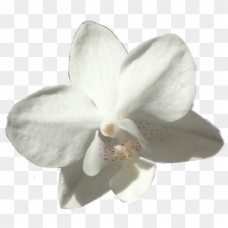 #flower #white #orchid #pretty #floral #plant #plats - Moth Orchid Clipart