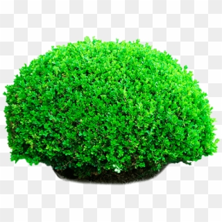 #green #bush - Glitter Clipart