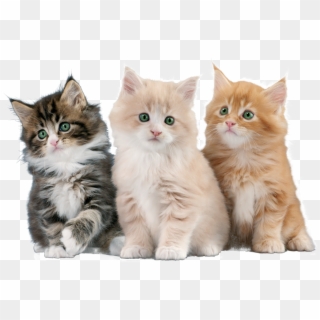 Gatos - Simpofel Clipart