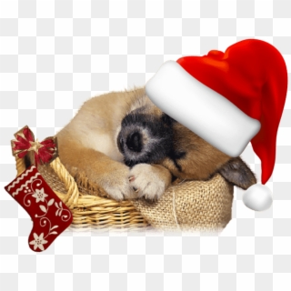 Lindas Mascotas, Gatos Y Perros Con Gorros De Papá - Free Christmas Puppy Png Clipart