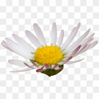 Daisy Clipart