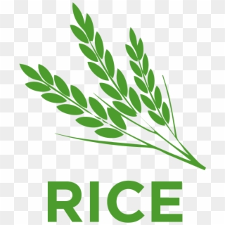 Rice Belongs To The Poaceae Family - Rice Plant Png Icon Clipart