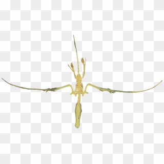 Dorygnathus Flying Clean - Earwigs Clipart