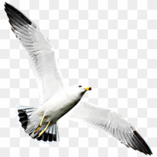 Png Image With Transparent Background - Gaviota Al Vuelo Png Clipart