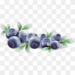 Free Png Download Blueberries Clipart Png Photo Png - Blueberry Vector Transparent Png