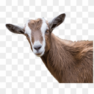 Previous - Next - Goat Horns Clipart